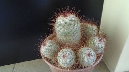 Mammillaria bombycina