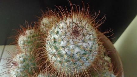 Mammillaria bombycina