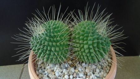 Mammillaria spinosissima cv. Un Pico