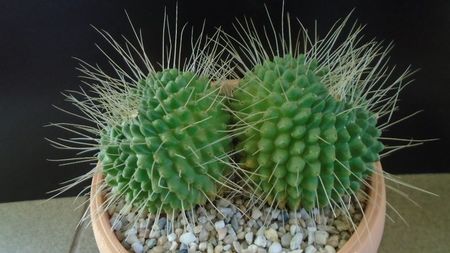 Mammillaria spinosissima cv. ''Un Pico''