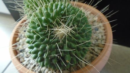 Mammillaria spinosissima cv. ''Un Pico''