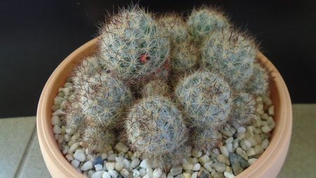 Mammillaria prolifera ssp. texana = Mammillaria prolifera ssp. multiceps