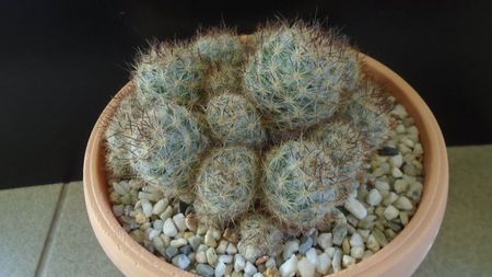 Mammillaria prolifera ssp. texana = Mammillaria prolifera ssp. multiceps