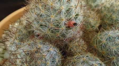 Mammillaria prolifera ssp. texana = Mammillaria prolifera ssp. multiceps