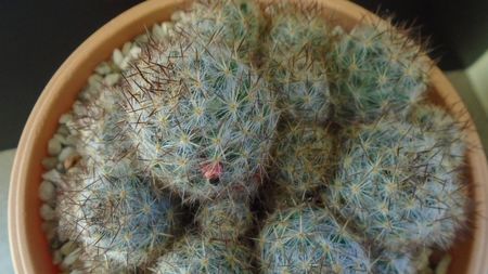 Mammillaria prolifera ssp. texana = Mammillaria prolifera ssp. multiceps