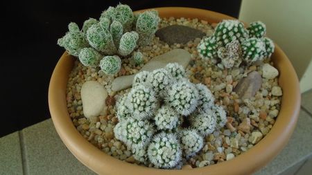 Grup de 3 Mammillaria vetula ssp. gracilis; Mammillaria vetula ssp. gracilis
Mammillaria vetula ssp. gracilis cv. Arizona snowcap
Mammillaria vetula ssp. gracilis cv. Oruga
