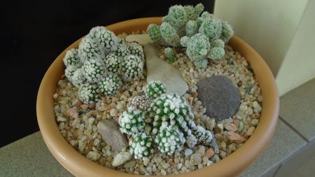 Grup de 3 Mammillaria vetula ssp. gracilis; Mammillaria vetula ssp. gracilis
Mammillaria vetula ssp. gracilis cv. Arizona snowcap
Mammillaria vetula ssp. gracilis cv. Oruga
