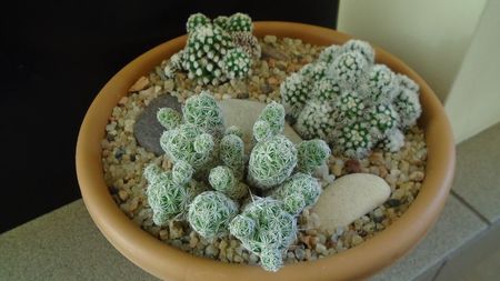 Grup de 3 Mammillaria vetula ssp. gracilis; Mammillaria vetula ssp. gracilis
Mammillaria vetula ssp. gracilis cv. Arizona snowcap
Mammillaria vetula ssp. gracilis cv. Oruga
