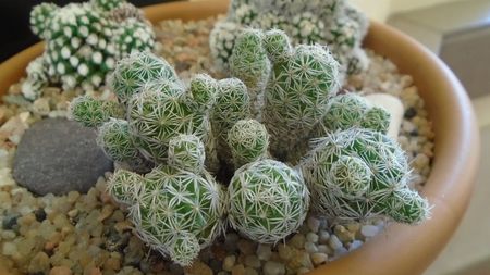 Mammillaria vetula ssp. gracilis