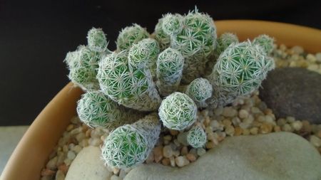 Mammillaria vetula ssp. gracilis