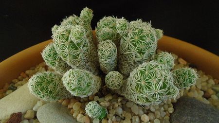 Mammillaria vetula ssp. gracilis