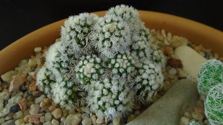 Mammillaria vetula ssp. gracilis cv. Arizona snowcap