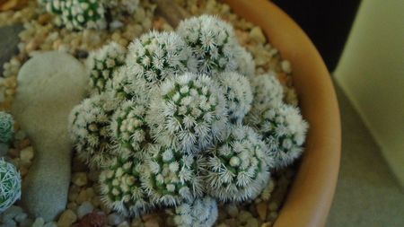 Mammillaria vetula ssp. gracilis cv. Arizona snowcap