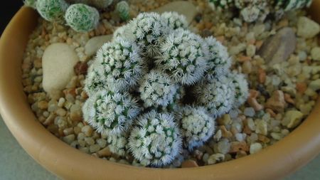 Mammillaria vetula ssp. gracilis cv. Arizona snowcap