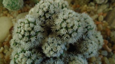 Mammillaria vetula ssp. gracilis cv. Arizona snowcap