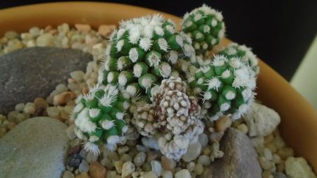 Mammillaria vetula ssp. gracilis cv. Oruga