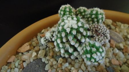 Mammillaria vetula ssp. gracilis cv. Oruga