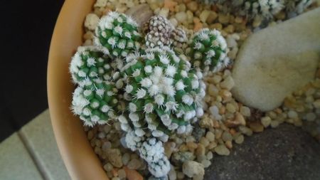 Mammillaria vetula ssp. gracilis cv. Oruga