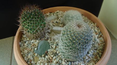 Grup de 3 Mammillarii; Mammillaria haageana
Mammillaria estanzuelensis = Mammilloydia candida
Mammillaria polythele ssp. obconella
