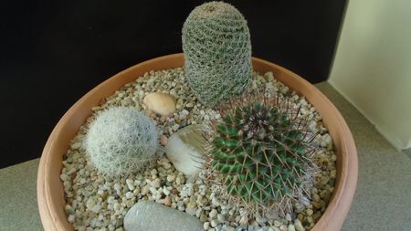 Grup de 3 Mammillarii; Mammillaria haageana
Mammillaria estanzuelensis = Mammilloydia candida
Mammillaria rhodantha
