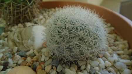 Mammillaria estanzuelensis = Mammilloydia candida