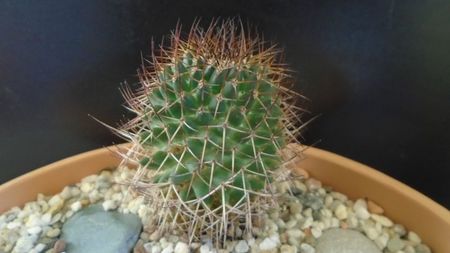 Mammillaria rhodantha