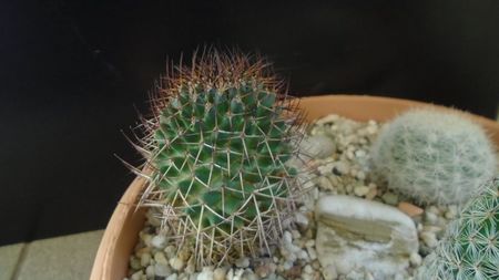 Mammillaria rhodantha