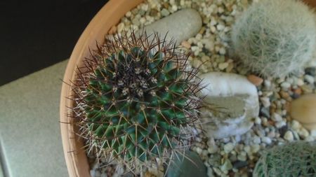 Mammillaria rhodantha