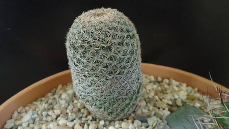 Mammillaria haageana