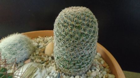 Mammillaria haageana