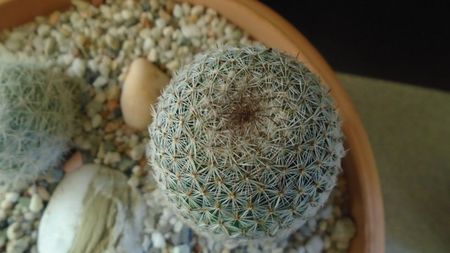 Mammillaria haageana