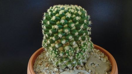 Mammillaria voburnensis ssp. eichlamii