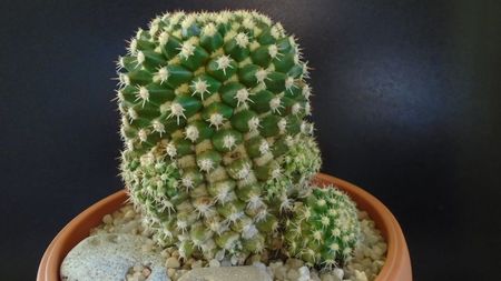 Mammillaria voburnensis ssp. eichlamii