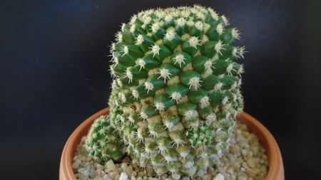 Mammillaria voburnensis ssp. eichlamii