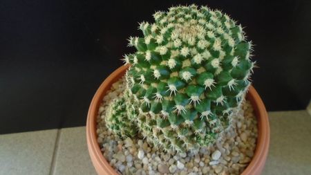 Mammillaria voburnensis ssp. eichlamii