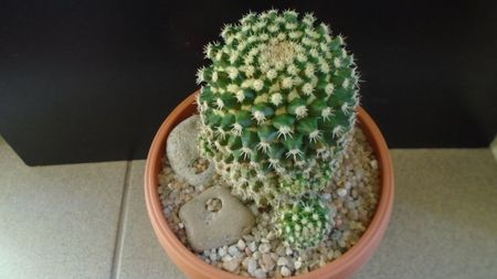 Mammillaria voburnensis ssp. eichlamii