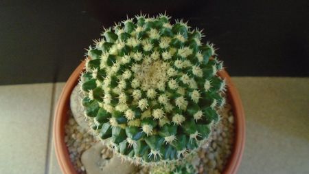 Mammillaria voburnensis ssp. eichlamii