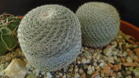 Mammillaria perbella cv. superfina