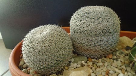 Mammillaria perbella cv. superfina