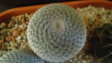 Mammillaria perbella cv. superfina