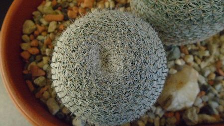 Mammillaria perbella cv. superfina