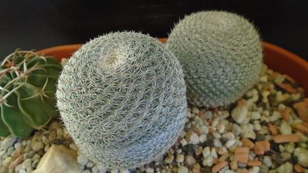 Mammillaria perbella cv. superfina