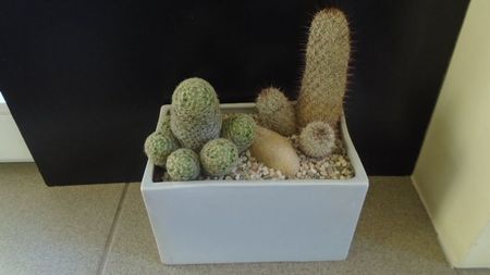 Mammillaria schiedeana ssp. giselae & Mammillaria microhelia