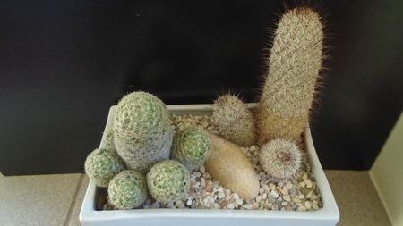 Mammillaria schiedeana ssp. giselae & Mammillaria microhelia