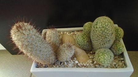 Mammillaria schiedeana ssp. giselae & Mammillaria microhelia