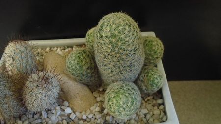 Mammillaria schiedeana ssp. giselae & Mammillaria microhelia