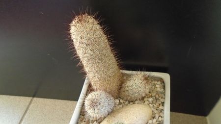 Mammillaria microhelia