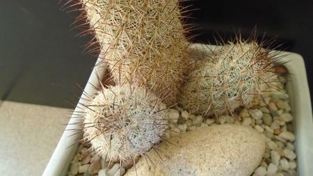 Mammillaria microhelia