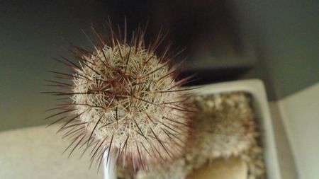 Mammillaria microhelia