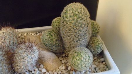 Mammillaria schiedeana ssp. giselae